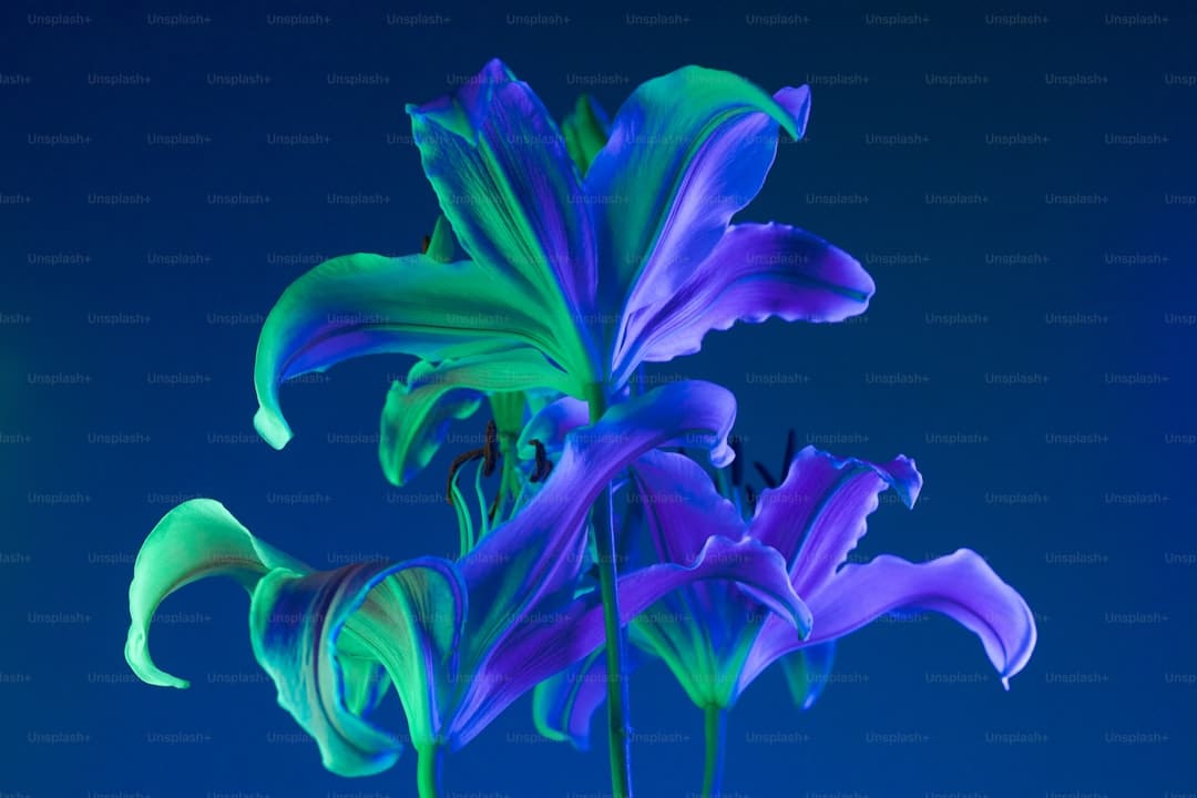 巴西最高法院命令幽禁前总统博索纳罗